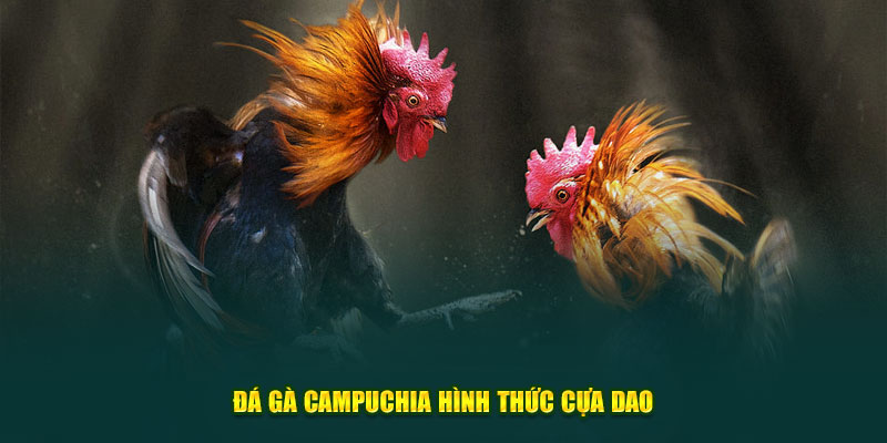 Đá gà hình thức cựa dao