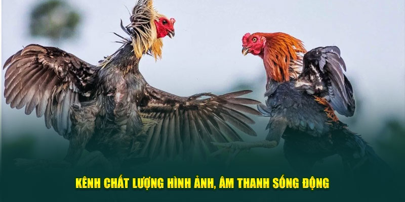 Kênh chất lượng hình ảnh, âm thanh sống động