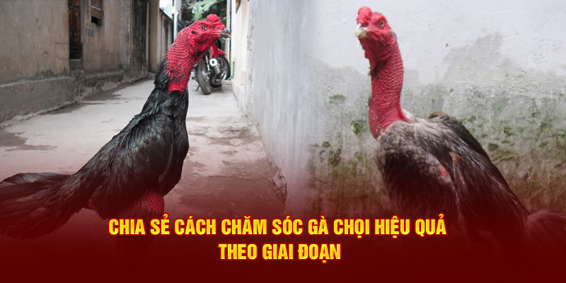 Chia sẻ cách chăm sóc gà chọi hiệu quả theo giai đoạn