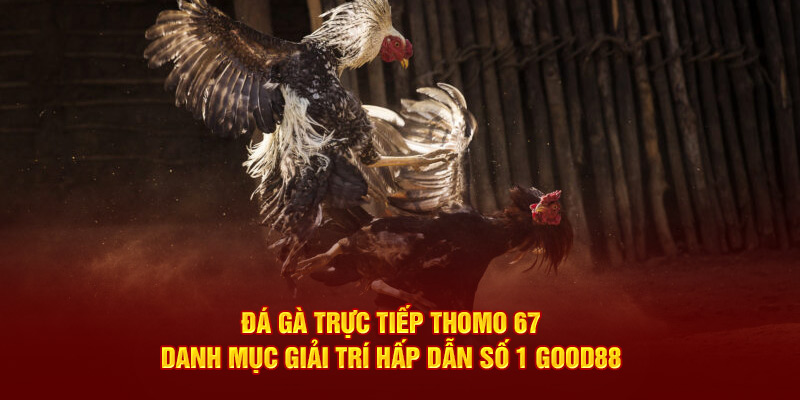 da-ga-truc-tiep-thomo-67-danh-muc-giai-tri-hap-dan-so-1-good88