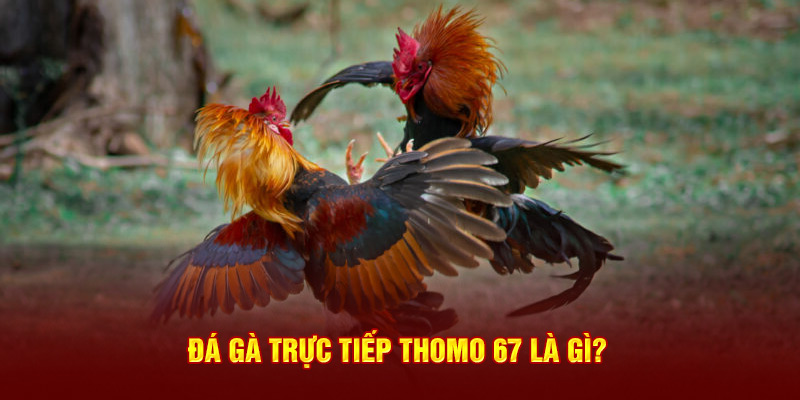 Đá gà trực tiếp Thomo 67 là gì?