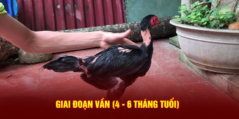 Giai đoạn vần (4 - 6 tháng tuổi)