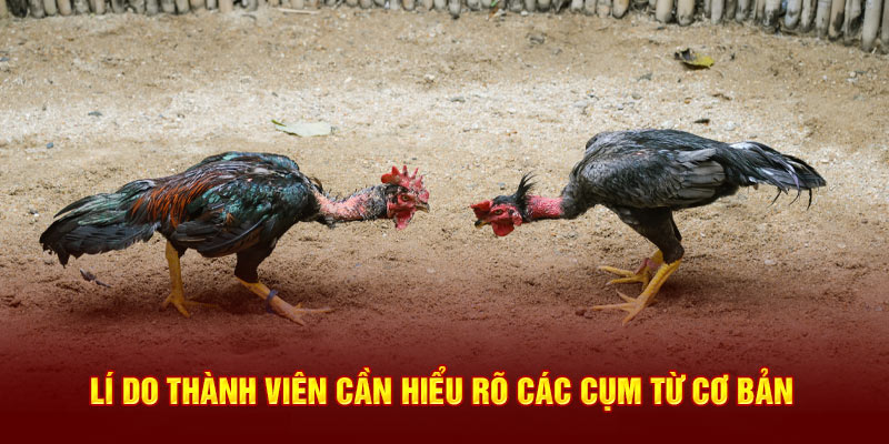 Lý do thành viên cần hiểu rõ các cụm từ cơ bản 