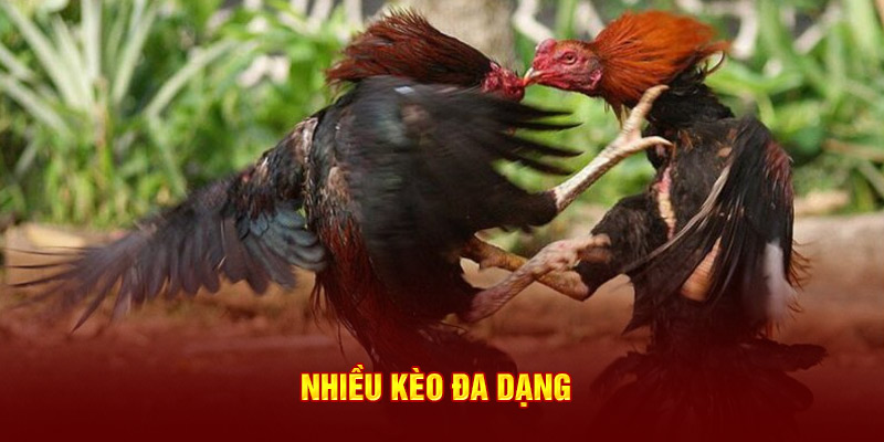 Nhiều kèo đa dạng