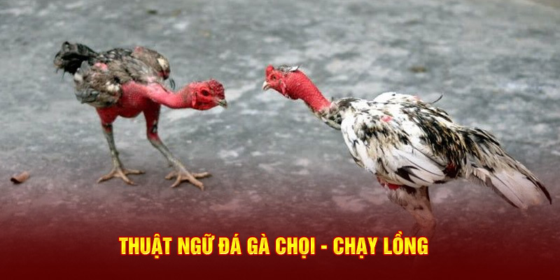 Thuật ngữ đá gà chọi - Chạy lồng 