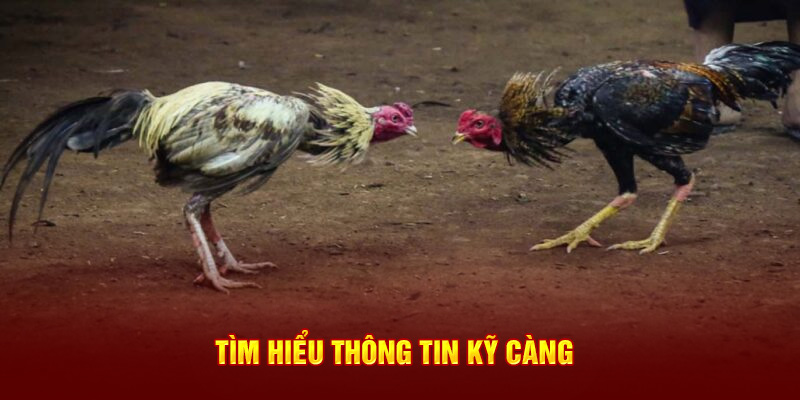 Tìm hiểu thông tin kỹ càng