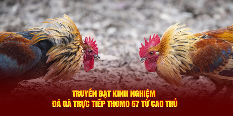 Truyền đạt kinh nghiệm đá gà trực tiếp Thomo 67 từ cao thủ